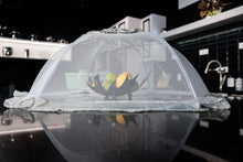 Food Umbrella (Lace) 80cm